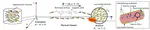 Temporal Convolutional Network Based Signal Detection for Magnetotactic Bacteria Communication System